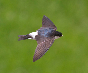 Хараацай (Цармын хараацай)